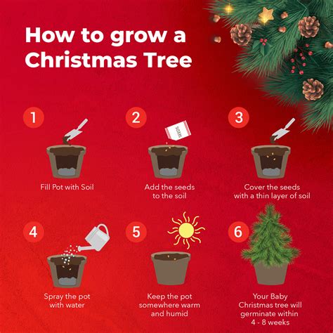 Magic growing christmad tree